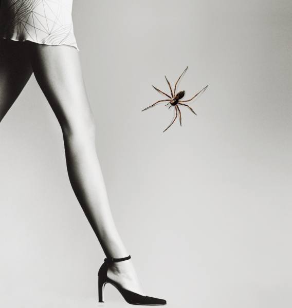 Photograph Chris Frazer Smith Spider on One Eyeland